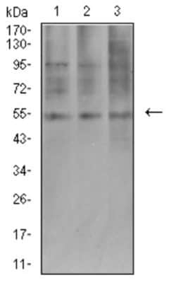 AEBP2 Antibody (2D7B6) - BSA Free, Novus Biologicals 0.1 ml; Unconjugated:Antibodies,